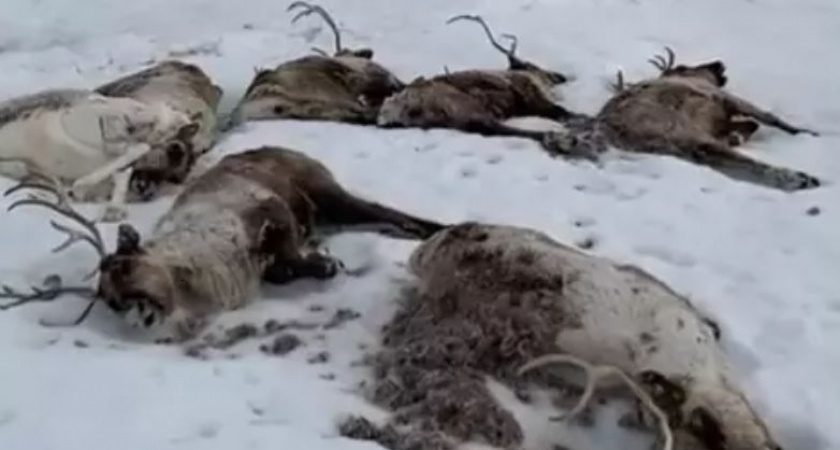 Камчатским оленям грозит голод из-за оледенения пастбищ