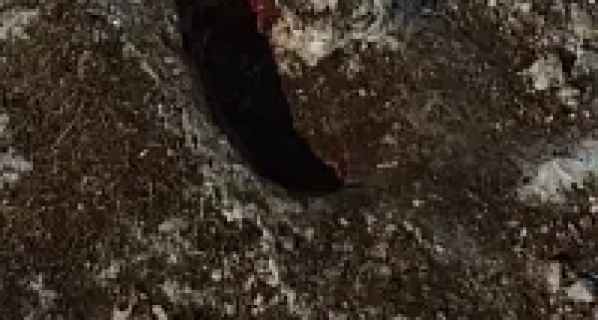 На Камчатке проснувшийся медведь «позавтракал» одичалым конем