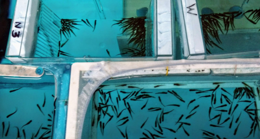 Уникальных рыб вырастили биологи с Камчатки изучения их ДНК и регуляции развития.