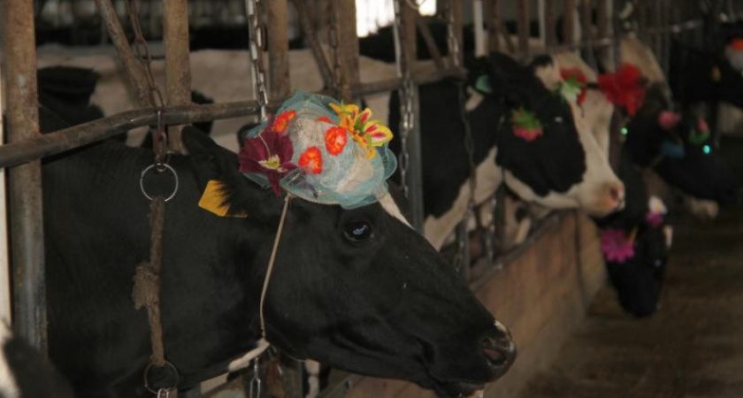 Меры поддержки молочного животноводства изучают в аграрном комитете камчатского парламента.