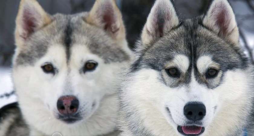 Победителем камчатской традиционной гонки «Берингия-2024» стал Алексей Попов.