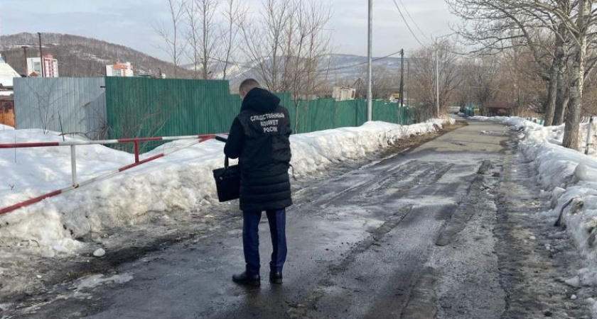 В Петропавловске стая бездомных собак напала на 7-летнего школьника