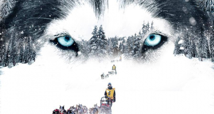 Премьера документального фильма «Снежные псы» пройдёт на Камчатке