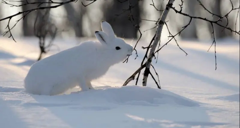 В Кроноцком заповеднике на Камчатке хищникам зайцев не хватает