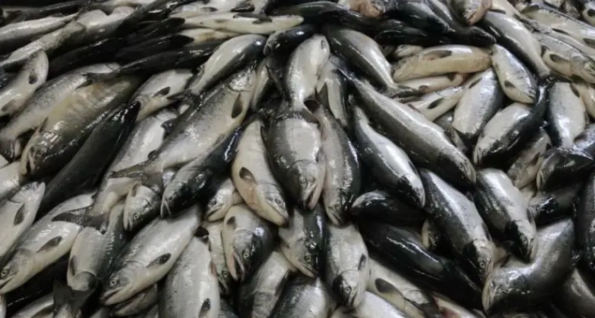 Камчатка поставляет рыбу в десять стран мира