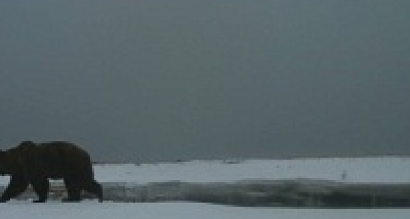 В Кроноцком заповеднике на Камчатке медведи патрулируют морское побережье