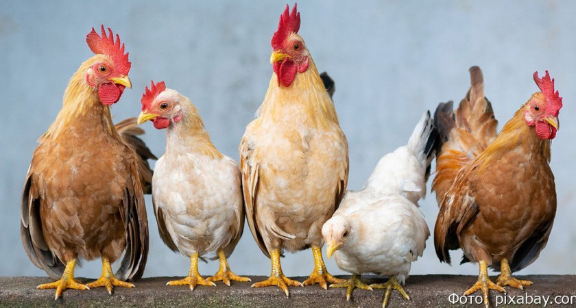 Карантин из-за птичьего гриппа в Алеутском округе на Камчатке сняли спустя 15 месяцев