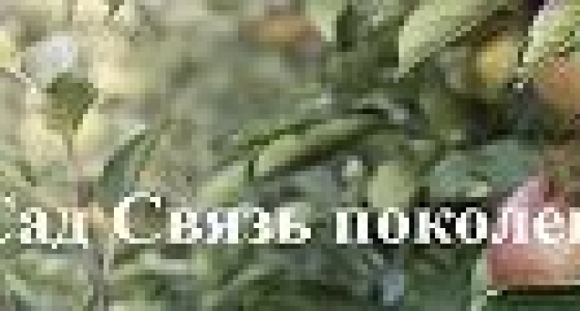 «Сад связь поколений»