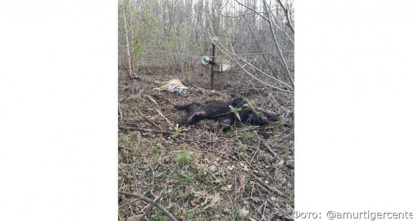 На Дальнем Востоке упавшая опора ЛЭП убила тигра и медведя