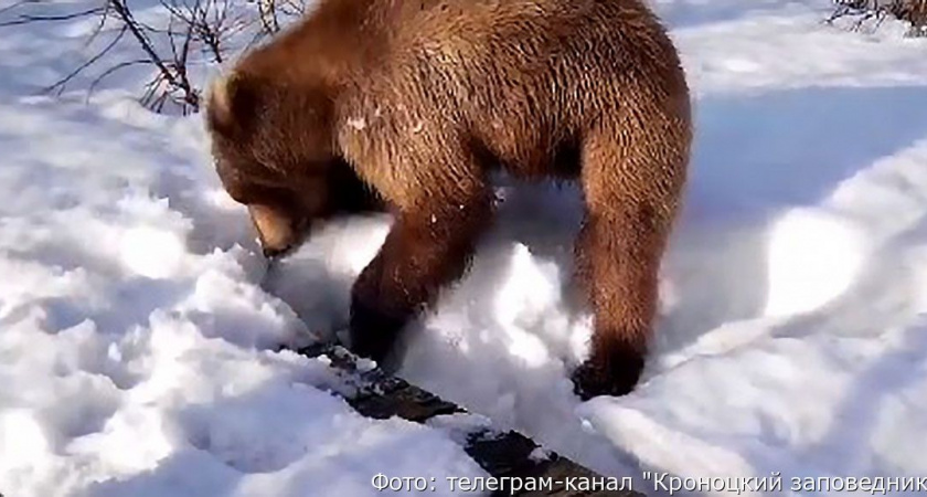 Медведи и росомахи помогают сотрудникам камчатского заповедника откапывать кордоны