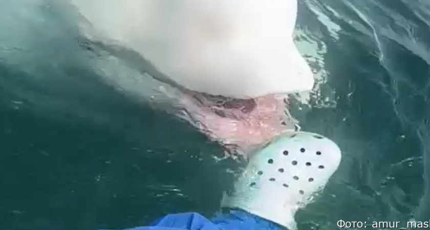 Во Владивостоке белуха попросила угостить её кроксами (видео)
