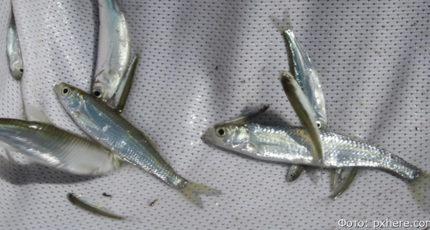 Чем мелкая морская рыба лучше мяса, объясняет врач