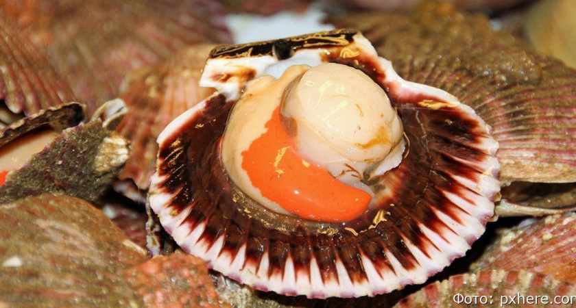 За неделю с Камчатки на экспорт отправили почти 700 тонн даров моря