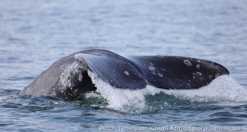 Первые серые киты вернулись к берегам Камчатки