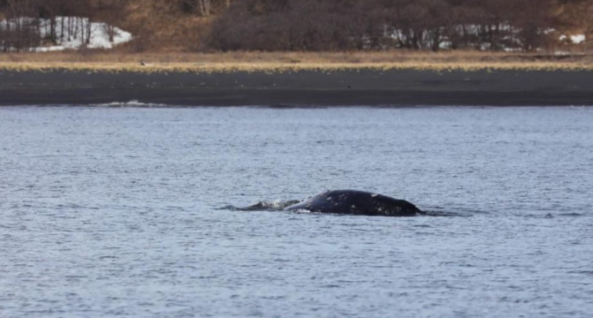 Первые в этом году серые киты вернулись к восточному побережью Камчатки