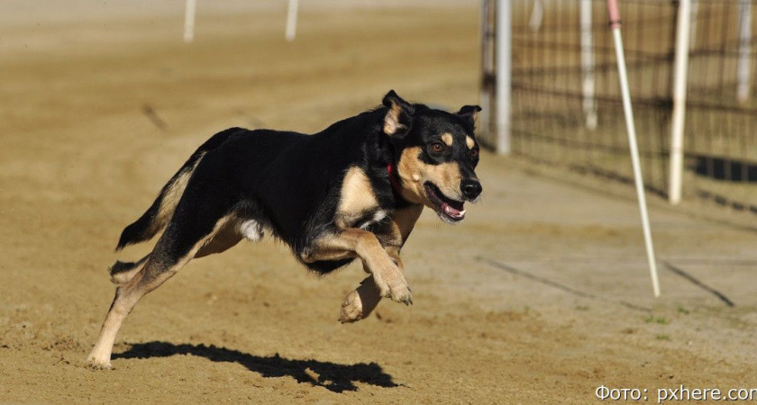 В Петропавловске-Камчатском требуют создать ещё одну площадку для выгула собак