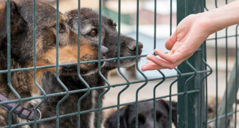 Проверка бездомных собак на «миролюбивость» должна быть серьезной — губернатор Камчатки