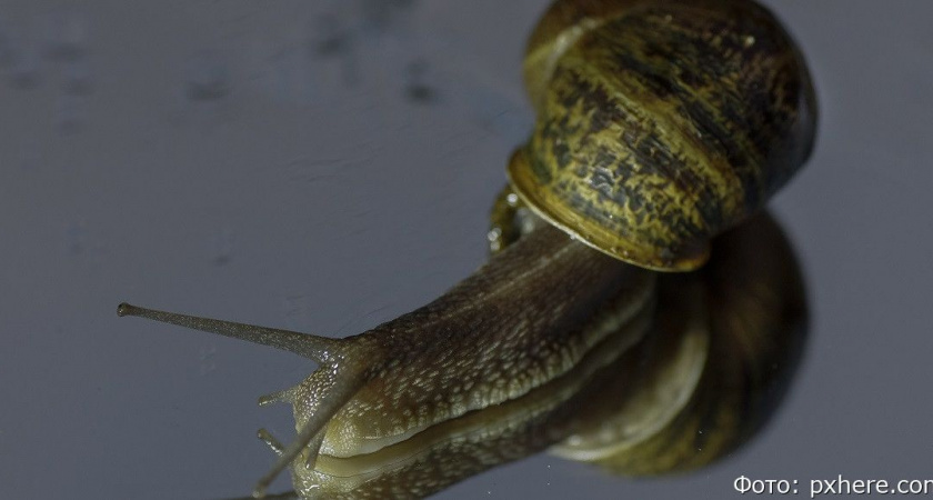 Жительница столицы Камчатки предлагает улиточный массаж