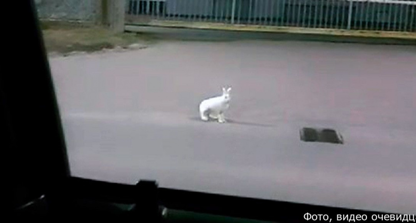 Житель Петропавловска-Камчатского встретил в городе зайца и погнался с ним наперегонки