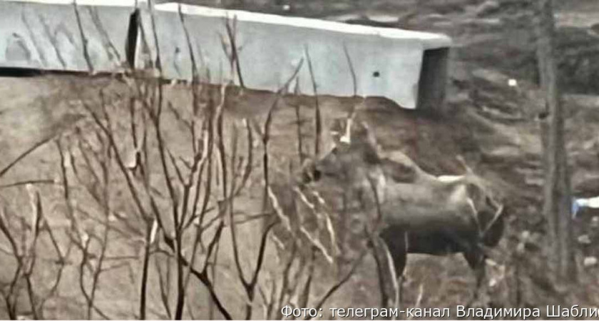 На Камчатке из леса в город стали выходить лоси