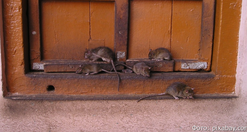 В мире выявили сотни случаев заражения людей крысиным гепатитом