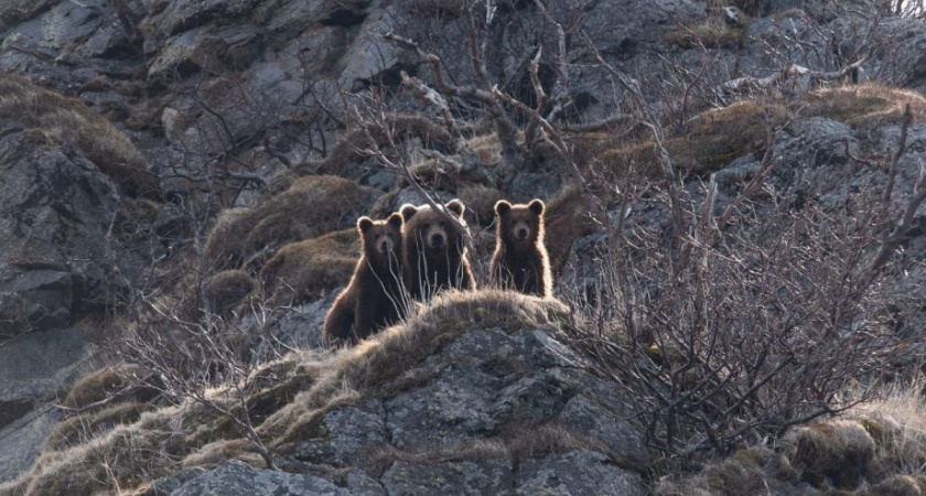 Медвежья семья наблюдала за камчатскими госинспекторами