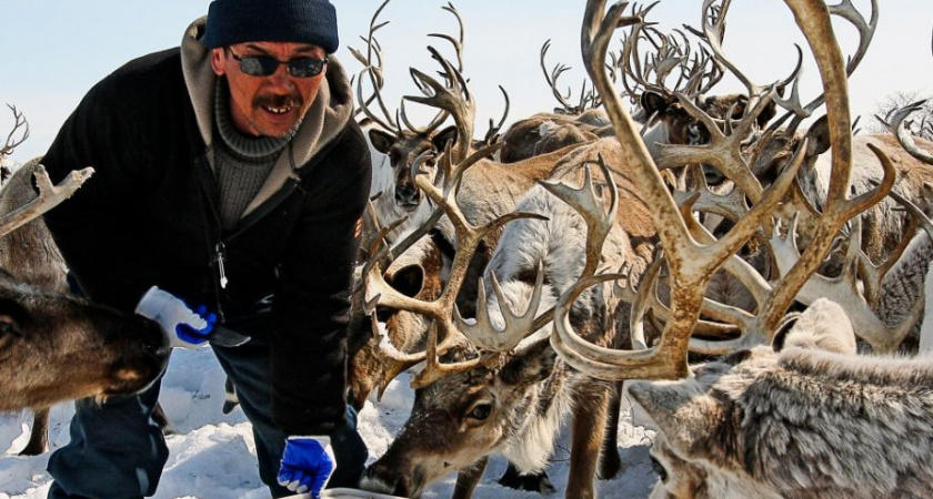 Закон «О северном оленеводстве» начнет полностью действовать на Камчатке осенью 2024