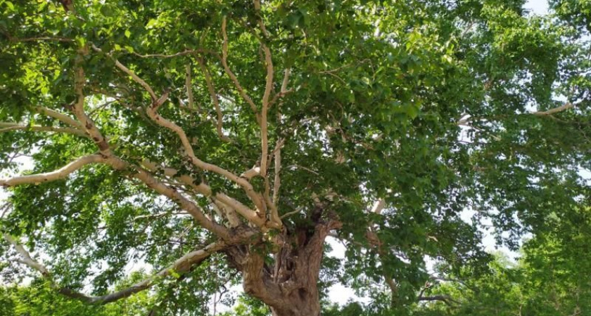 Вилючинская Берегиня участвует от Камчатки в конкурсе главного дерева страны