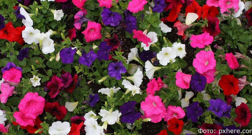 Цветочная красота обойдётся Петропавловску-Камчатскому более чем в 7 миллионов