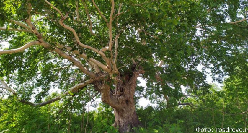 Камчатская 300-летняя береза участвует в конкурсе «Российское дерево года»