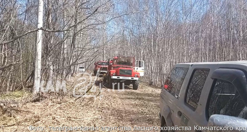Почти 2 гектара леса сгорело в Мильковском округе на Камчатке
