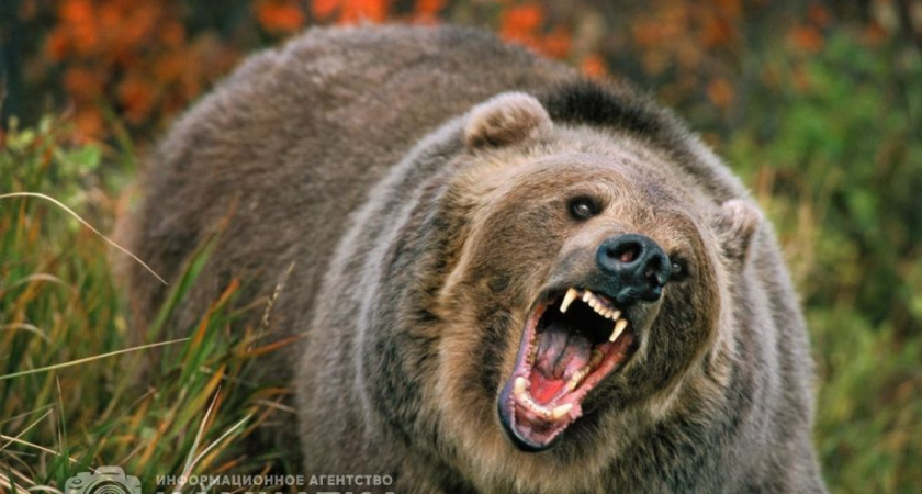 Охотоведы открыли сезон отстрела медведей на Камчатке