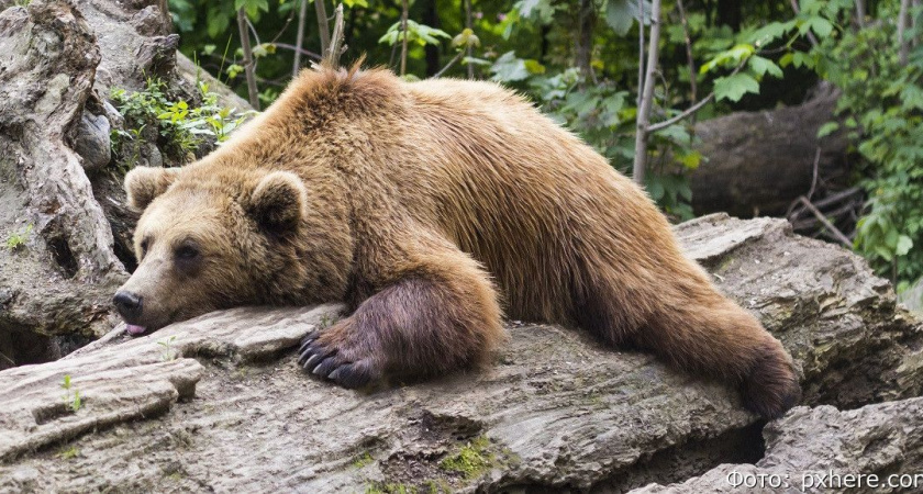 Ночью в Петропавловске-Камчатском застрелили медведя