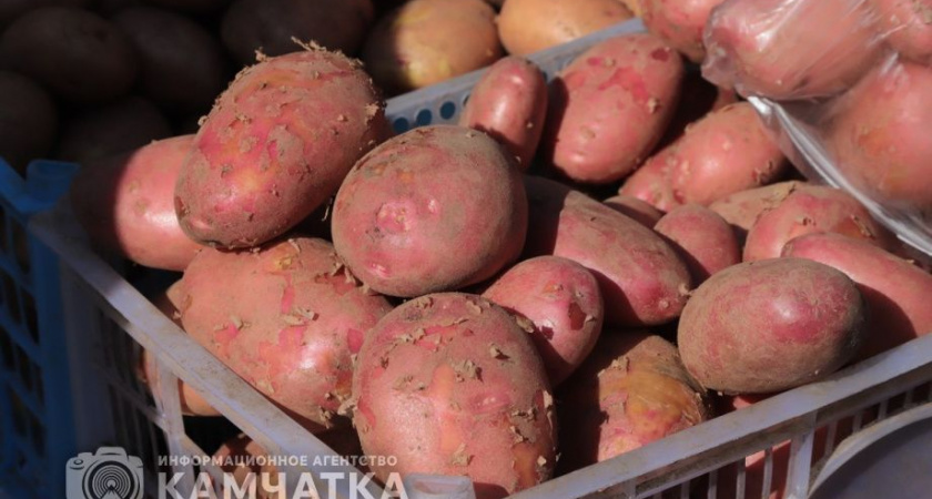 Благоприятная камчатская погода позволила начать посевные работы раньше