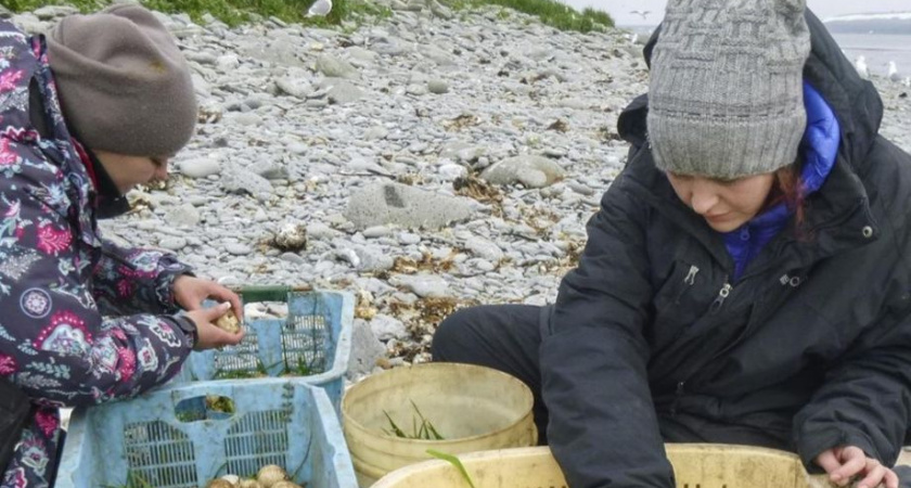 Разрешение на сбор яиц морских птиц ждут жители островов у восточных берегов Камчатки