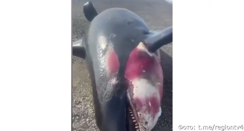 На Камчатке море выбросило тушу израненной косатки