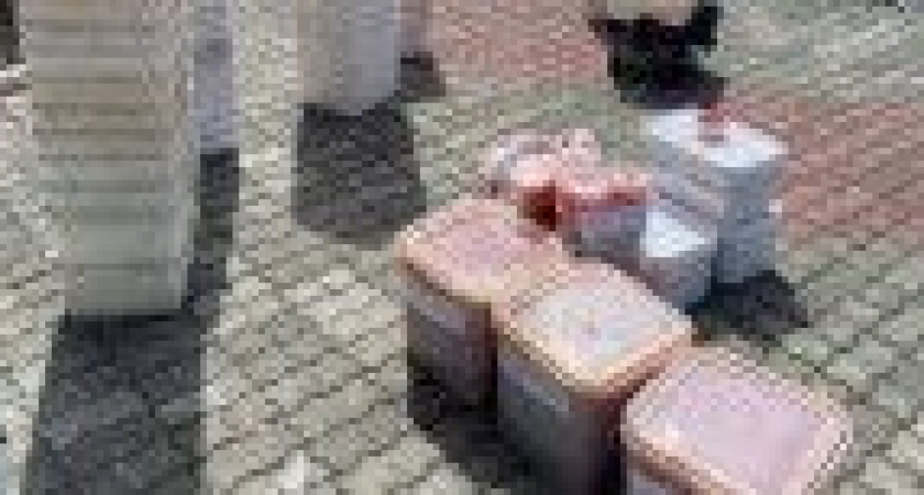 На Камчатке сотрудники ФСБ и полиции нашли в подвале 150 килограммов незаконной икры