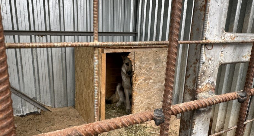 Камчатскому приюту для собак помогают подростки