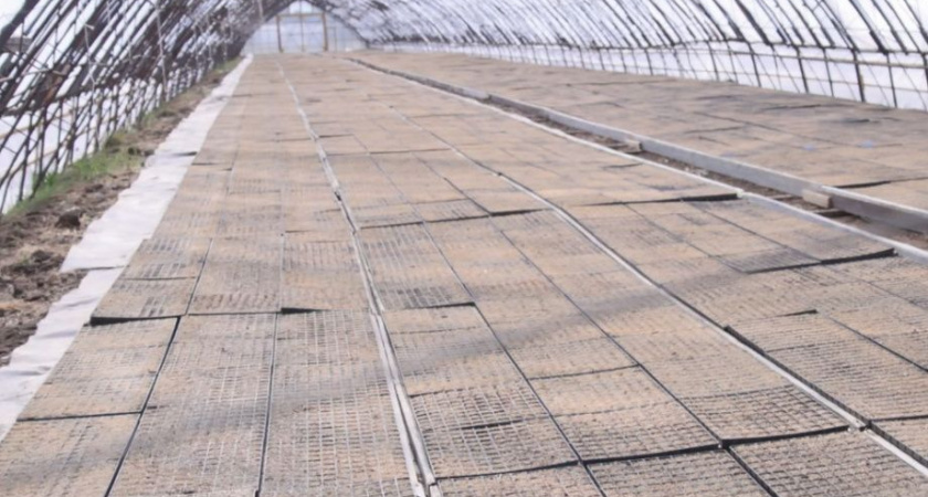 Семена белокочанной капусты высаживают в теплицах камчатского сельхозпредприятия «Овощевод»