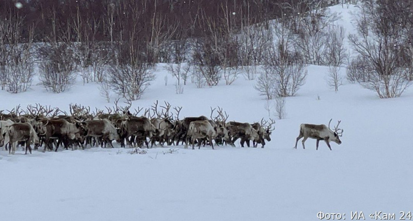 Министр сельского хозяйства: поголовье оленей на Камчатке продолжает сокращаться
