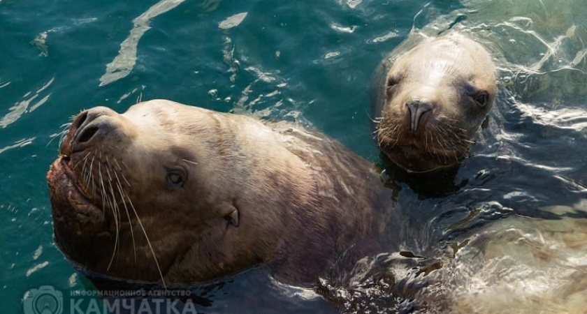 Лекцию о семействе ушастых тюленей прочитают на Камчатке