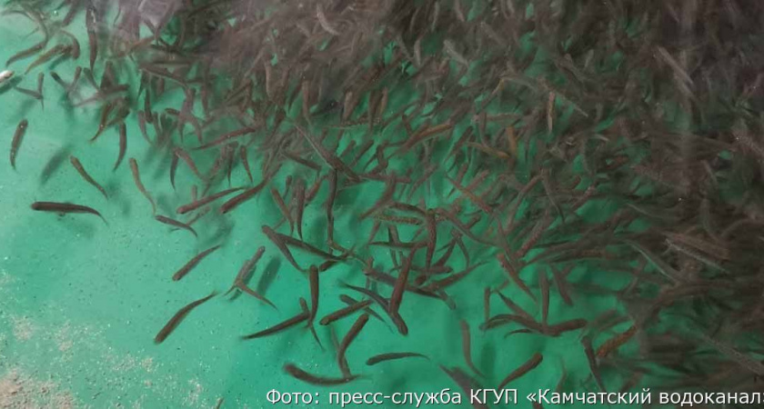 «Камчатский водоканал» выпустил в ручей молодняк кеты