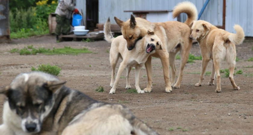 Популяция бездомных животных на Камчатке должна быть сокращена — депутатская комиссия ЗакС 