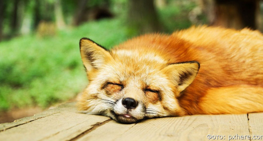 Гороскоп на 31 мая: Ракам нужно быть жёстче, а Девам хитрее