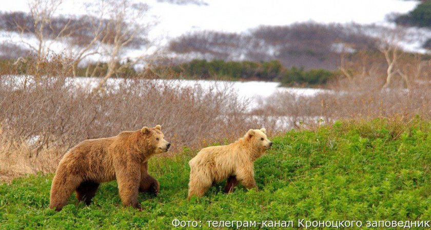 В главном заповеднике Камчатки люди притихли на время «свадебного сезона» зверей