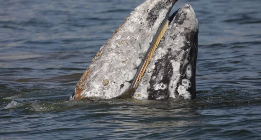 Серый кит близко подплыл к лодке камчатских исследователей