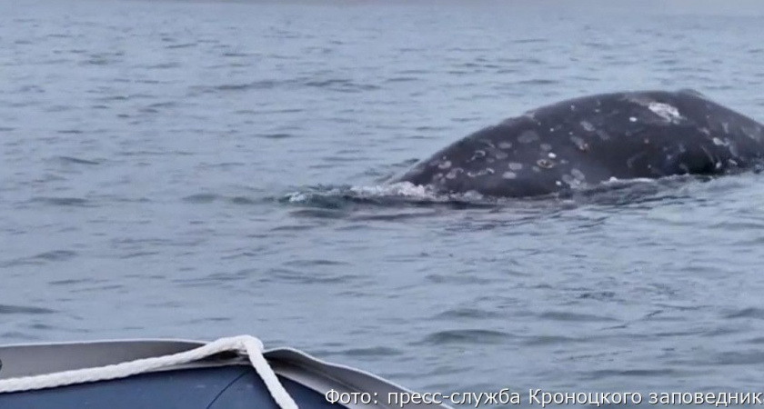 На Камчатке в Кроноцком заповеднике любопытный кит решил понаблюдать за учеными