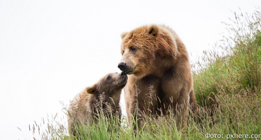 На Камчатке с высоты птичьего полета считают бурых медведей