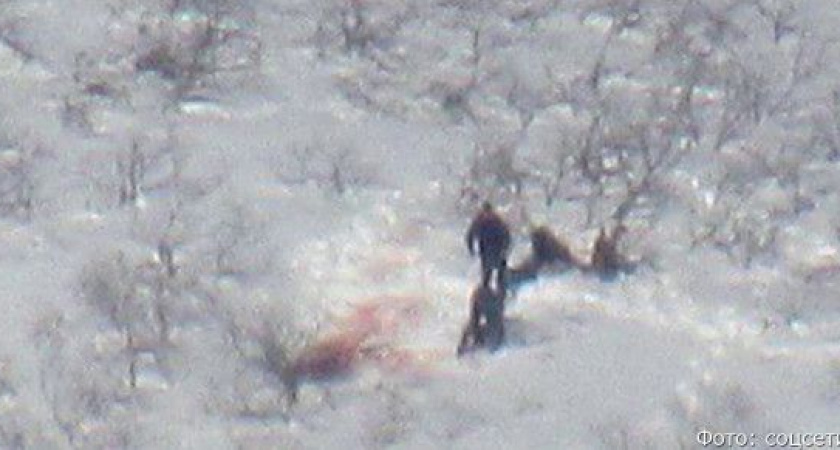 СК РФ: к расстрелу камчатских медведей с вертолёта может быть причастен сотрудник ведомства