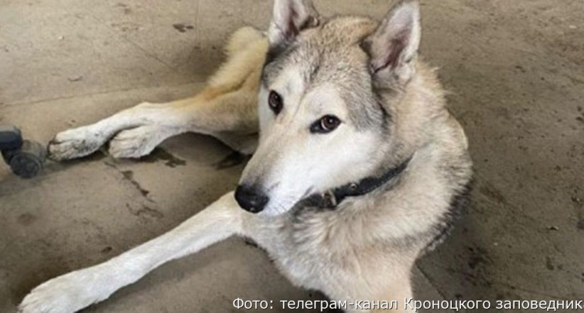 На Камчатке Вулкан искал помощи у сотрудников Кроноцкого заповедника